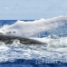 whale_humpback_h_00454_dom2502.jpg